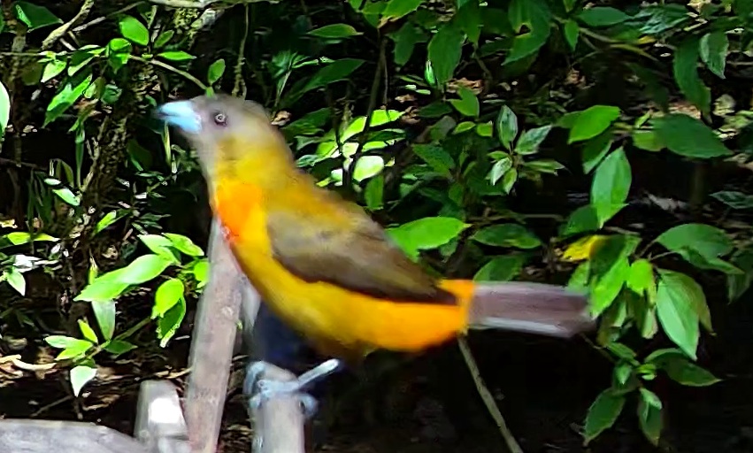 Tangara flamboyant