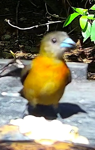 Tangara flamboyant