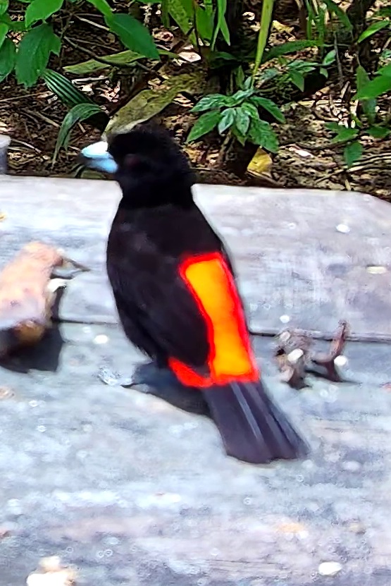 Tangara flamboyant