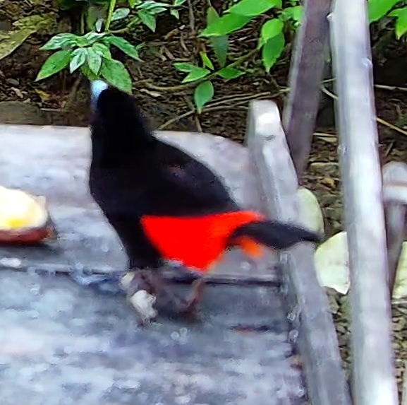 Tangara flamboyant