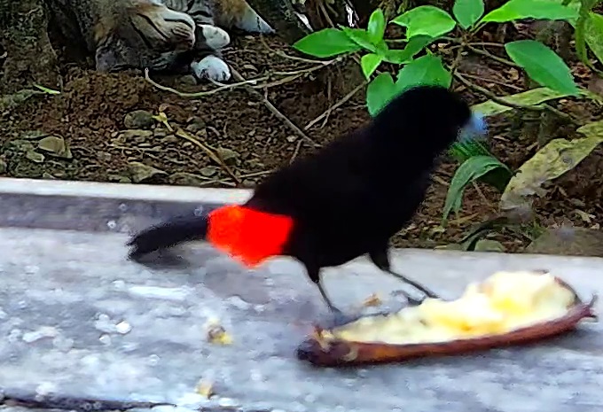 Tangara du Costa Rica