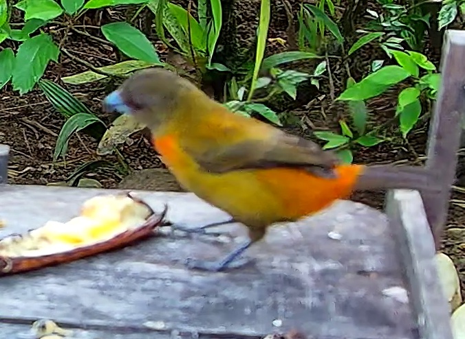 Tangara flamboyant