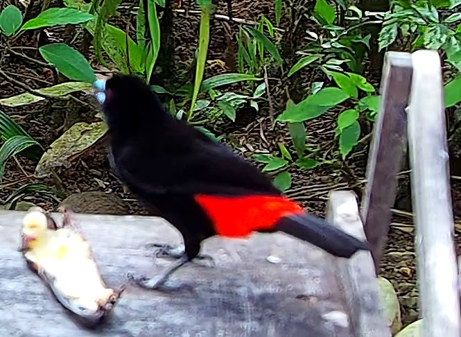 Tangara flamboyant