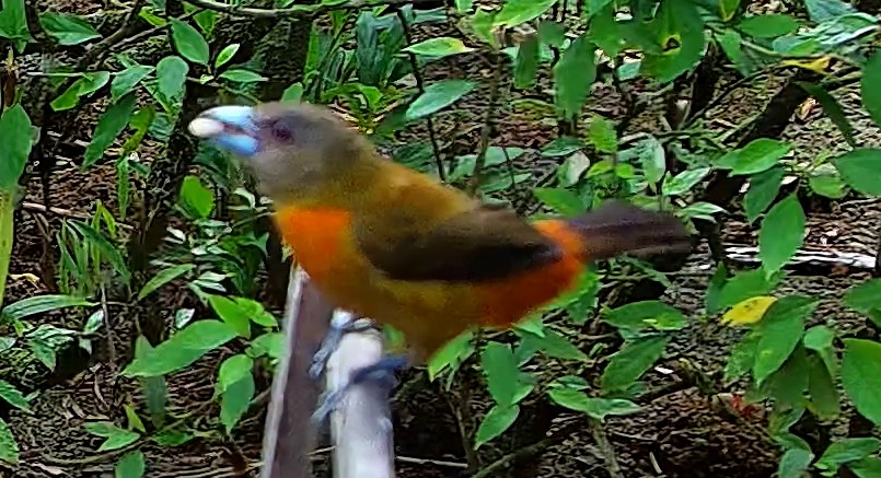 Tangara du Costa Rica