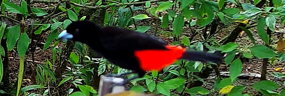 Tangara flamboyant