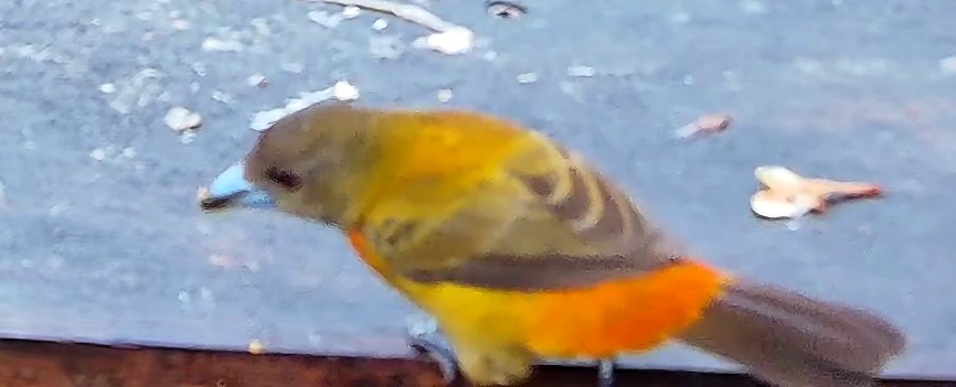 Tangara flamboyant