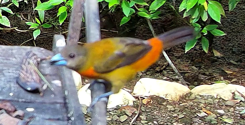 Tangara flamboyant