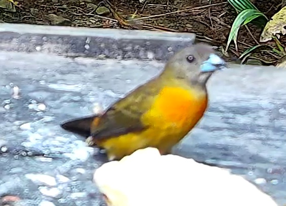 Tangara flamboyant
