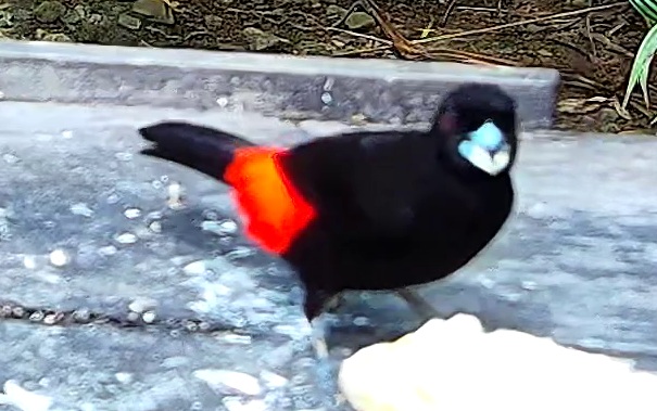 Tangara à dos rouge