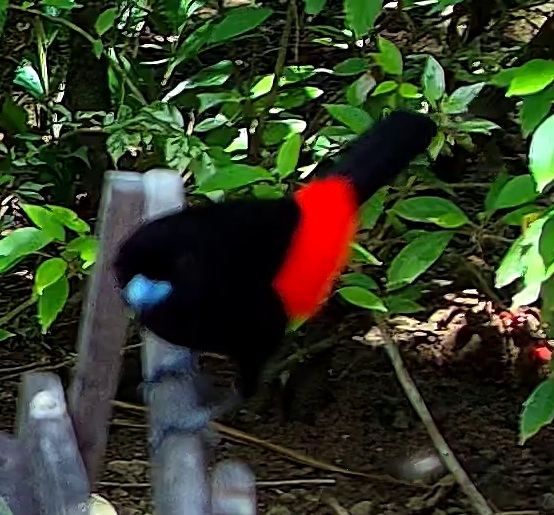 Tangara à croupion rouge