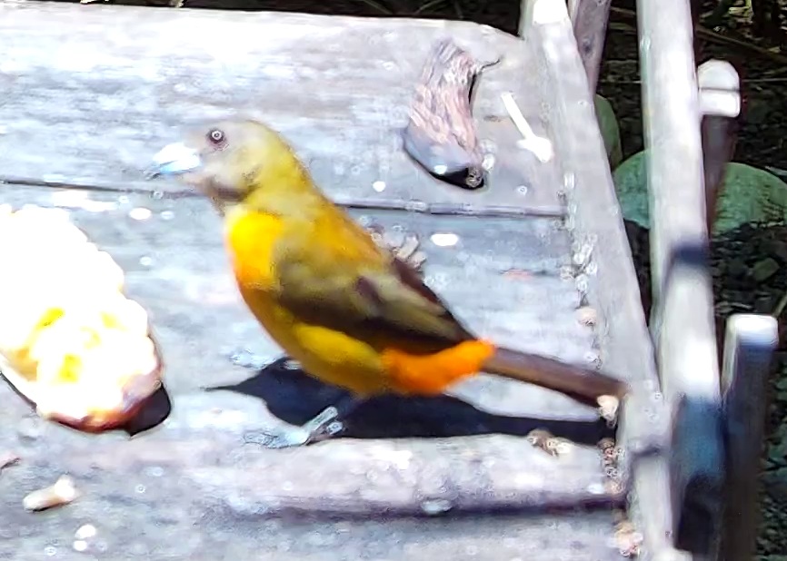 Tangara flamboyant