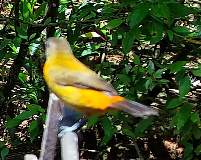 Tangara flamboyant