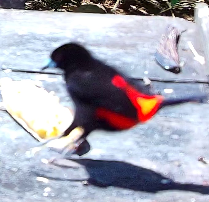 Tangara flamboyant