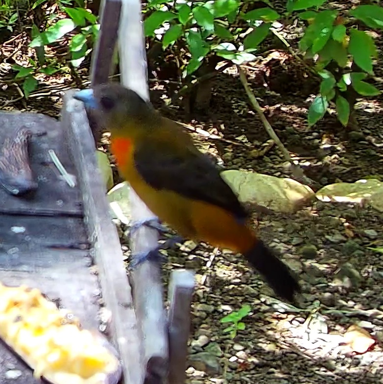 Tangara flamboyant