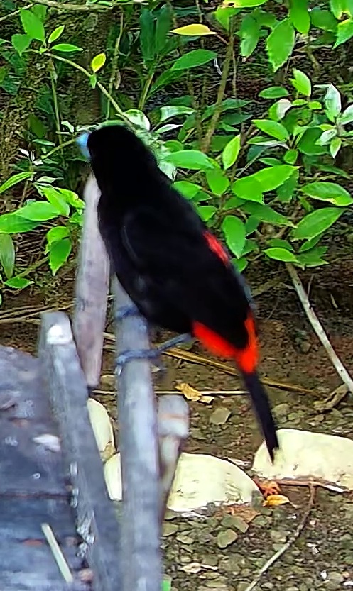 Tangara à croupion rouge