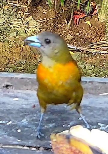Tangara flamboyant