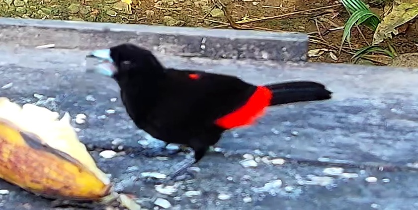 Tangara à croupion rouge