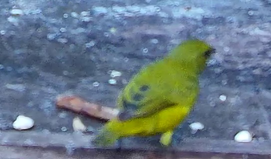 Organiste à calotte jaune