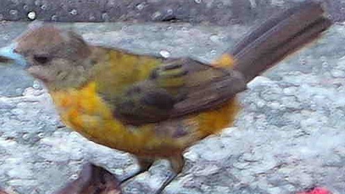 Crimson-backed tanager