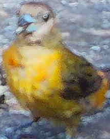 Flame-rumped Tanager
