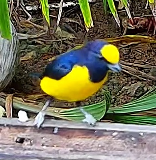 Violaceous Euphonia