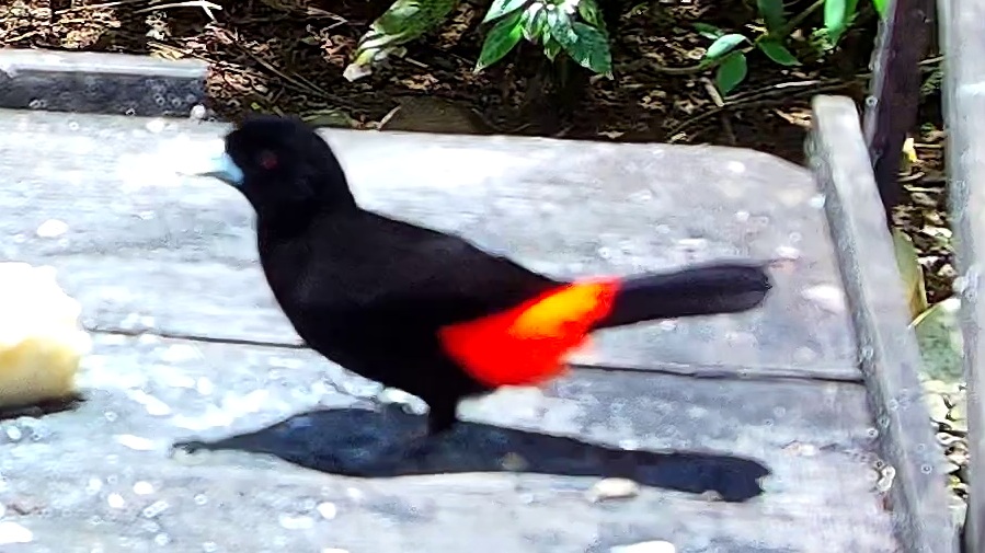 Cherrie's tanager