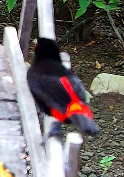 Tangara flamboyant