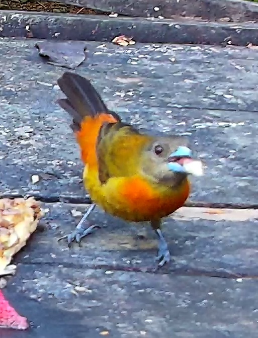 Flame-rumped Tanager