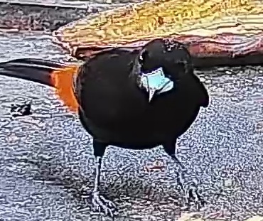 Flame-rumped Tanager