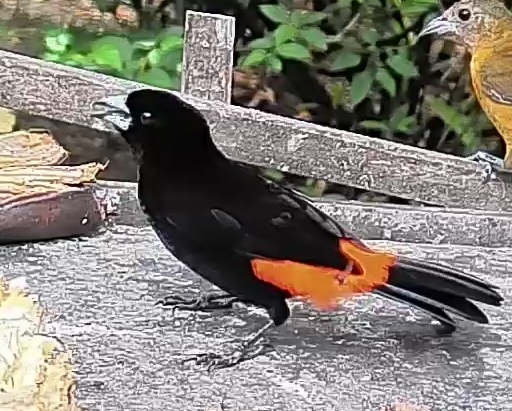 Flame-rumped Tanager