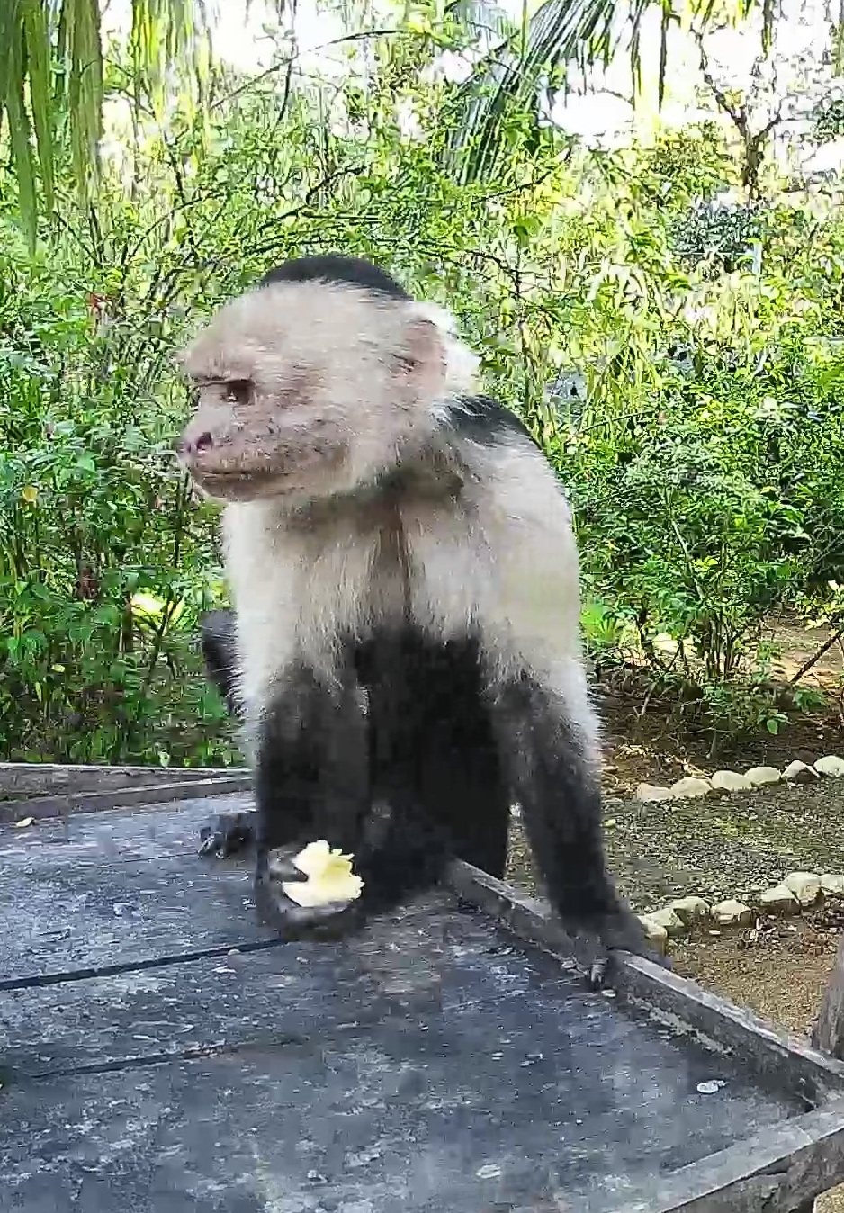 White-headed Capuchin