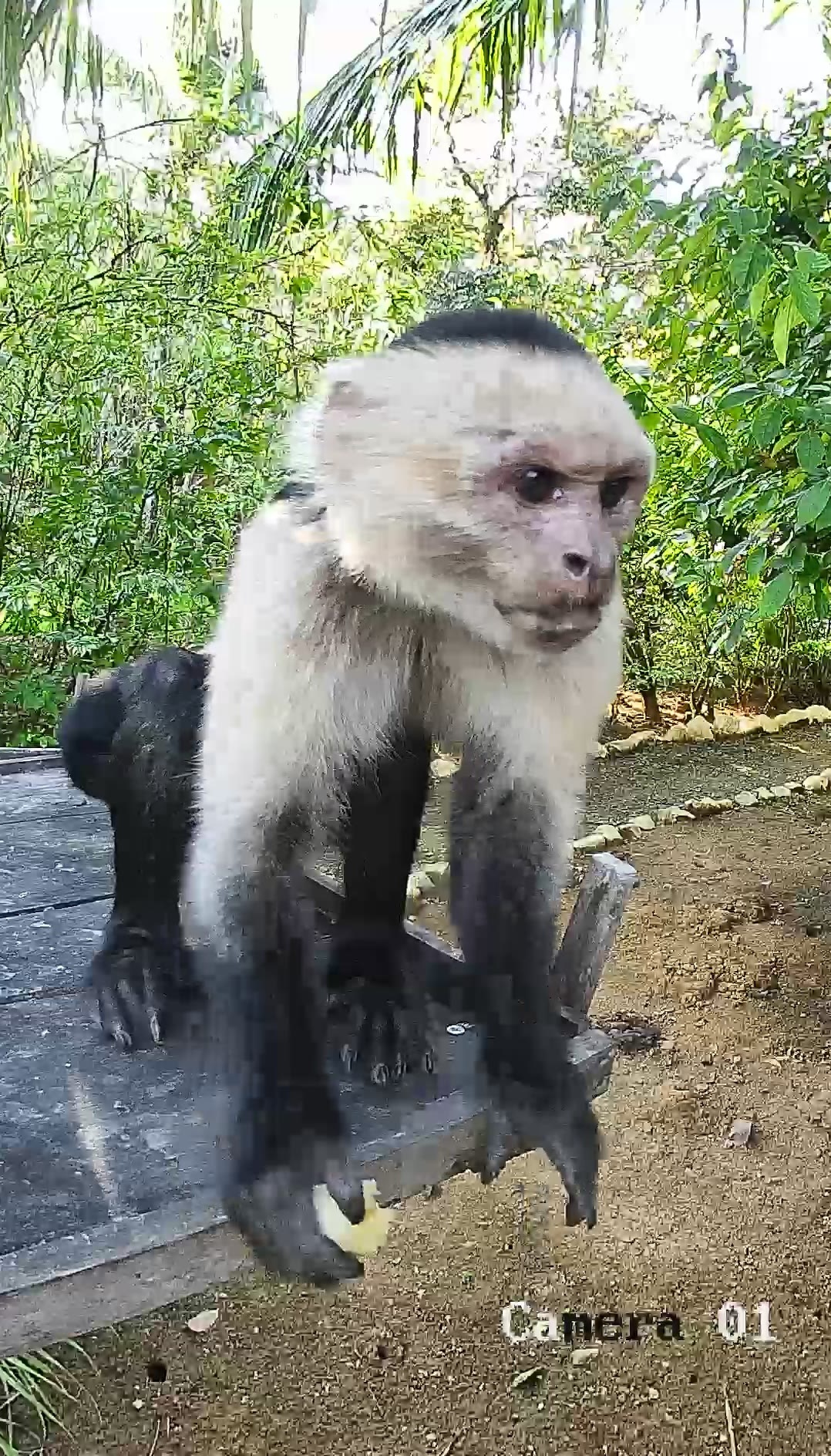White-headed Capuchin