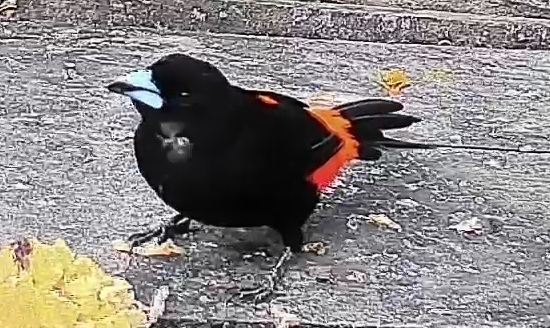 Flame-rumped Tanager