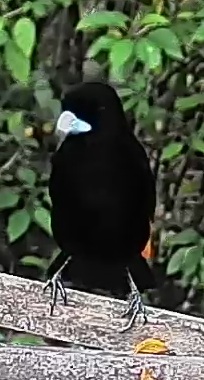 Flame-rumped Tanager