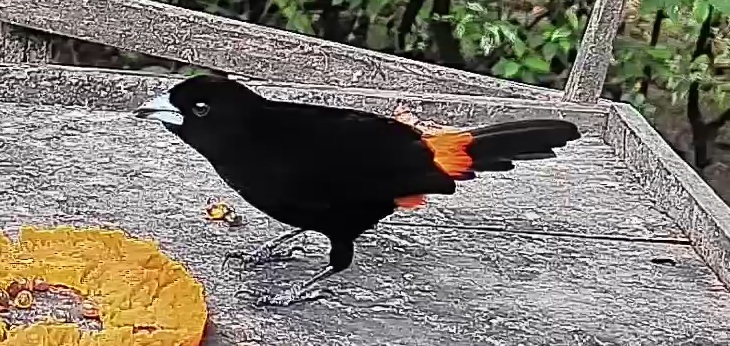Flame-rumped Tanager