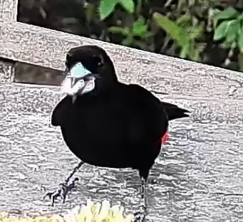 Flame-rumped Tanager