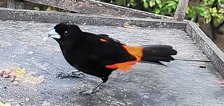 Flame-rumped Tanager