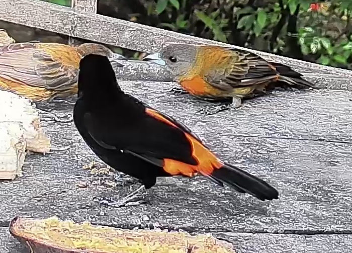 Flame-rumped Tanager