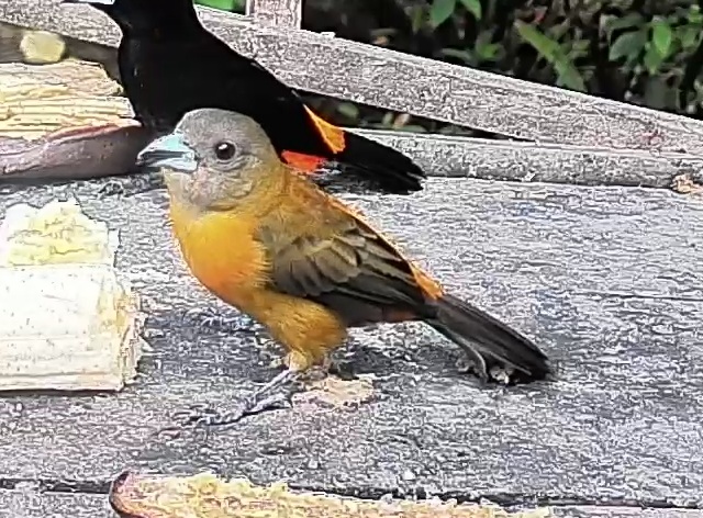 Passerini's tanager