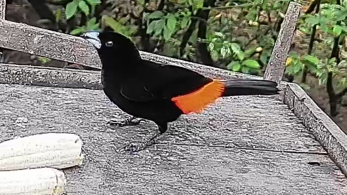 Flame-rumped Tanager