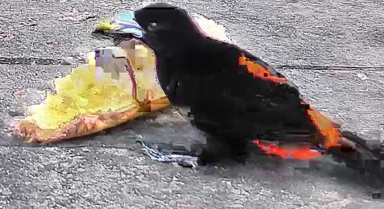 Flame-rumped Tanager
