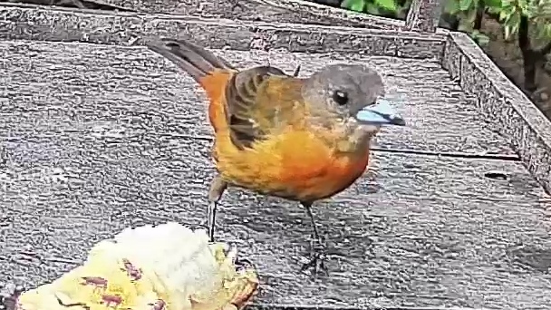 Passerini's tanager