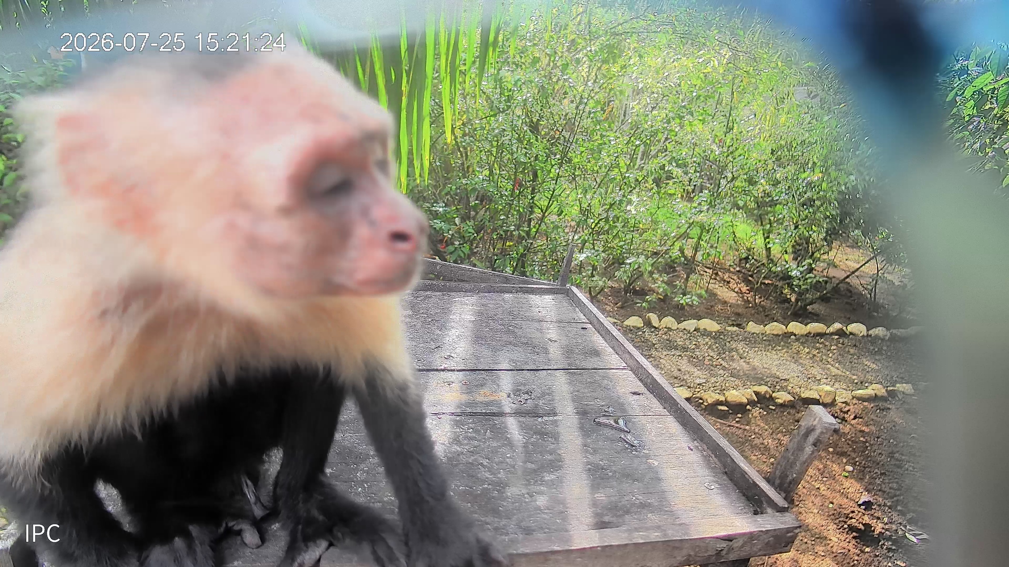 White-headed Capuchin