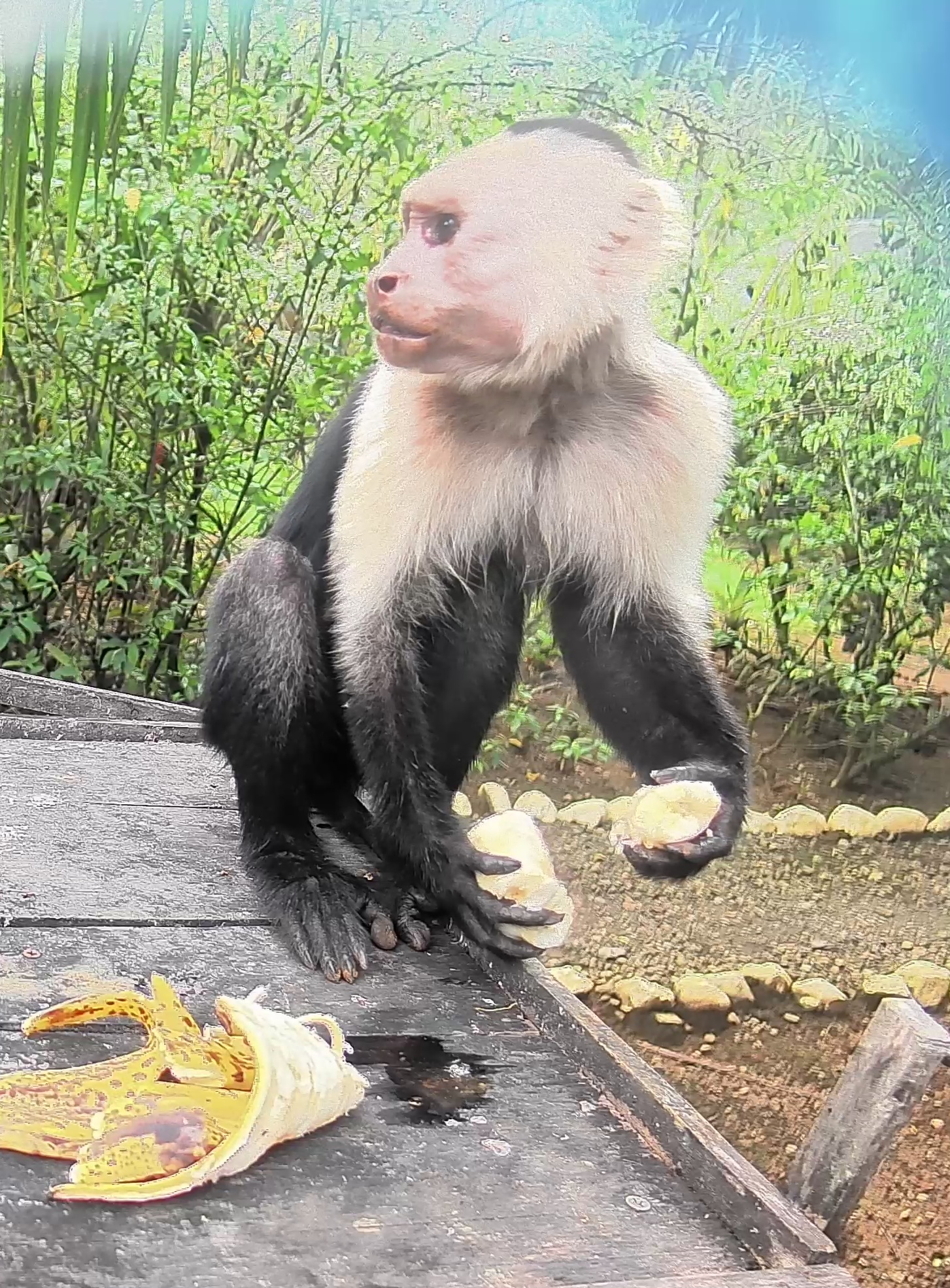 White-headed Capuchin