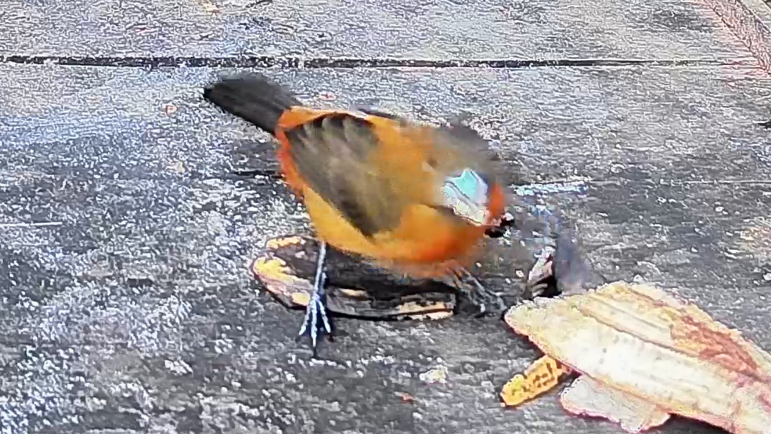 Passerini's tanager