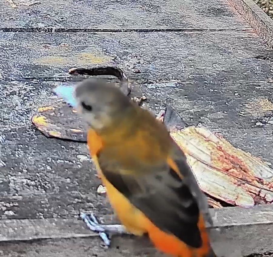 Passerini's tanager