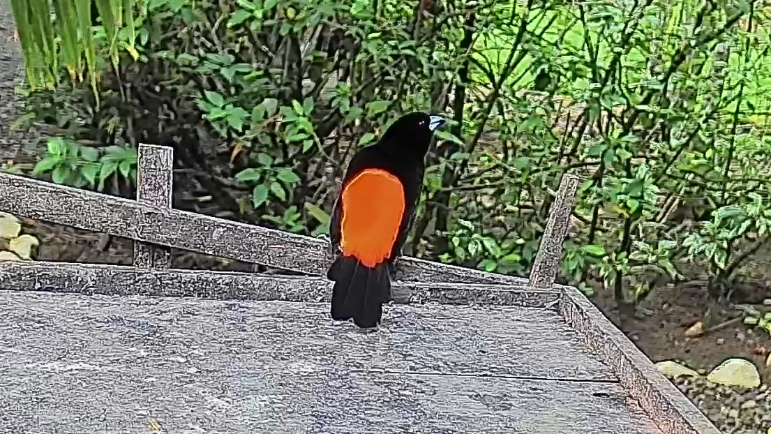 Flame-rumped Tanager