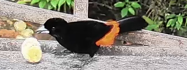 Flame-rumped Tanager