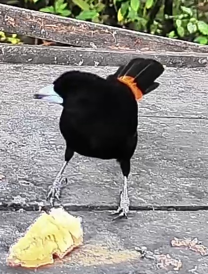 Flame-rumped Tanager