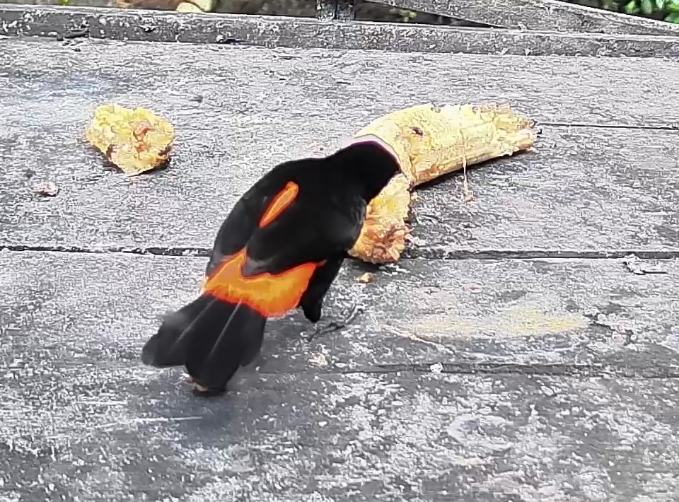 Flame-rumped Tanager